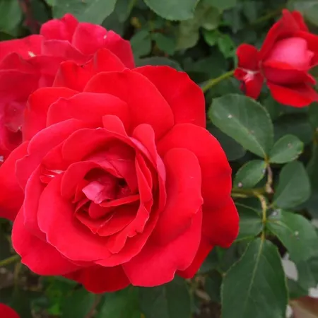 - Glamping Encijan Begunje na Gorenjskem