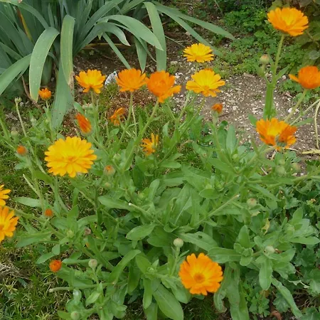 - Glamping Encijan Vendégház 2*